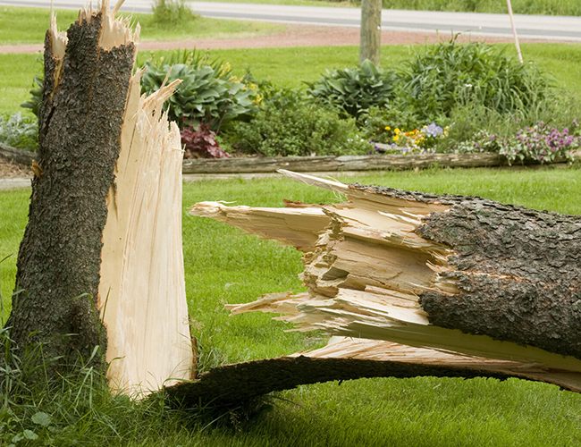 TREE REMOVAL
