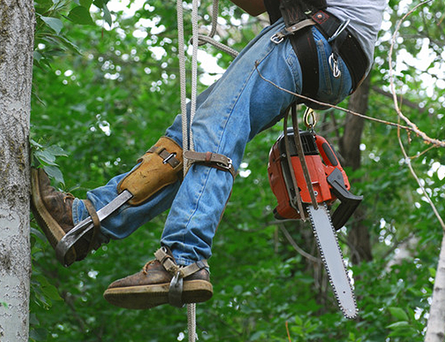 TREE SERVICES